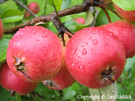 Malus domestica 'Huvitus', tarhaomenapuu